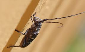 Attēlu rezultāti vaicājumam “Monochamus sutor”