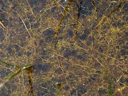 Attēlu rezultāti vaicājumam “Utricularia minor”