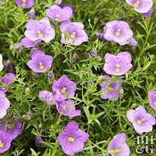 Image result for Nierembergia