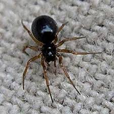 Attēlu rezultāti vaicājumam “Linyphiidae”