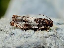 Attēlu rezultāti vaicājumam “Eucosma aspidiscana”