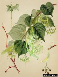 Attēlu rezultāti vaicājumam “Tilia cordata leaf”