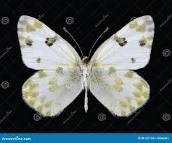 Attēlu rezultāti vaicājumam “Pontia edusa underside”