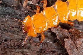 Attēlu rezultāti vaicājumam “Cucujidae”