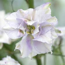 Image result for Delphinium consolida