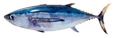 Image result for Thunnus alalunga