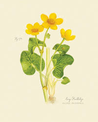 Attēlu rezultāti vaicājumam “Caltha palustris flower”