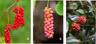Attēlu rezultāti vaicājumam “Schisandra chinensis”