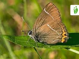 Attēlu rezultāti vaicājumam “Satyrium w-album underside”