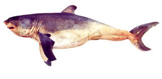 Image result for Carcharodon carcharias