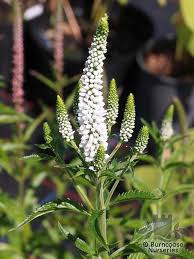 Attēlu rezultāti vaicājumam “Veronica spicata fruit”