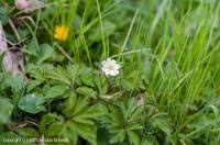 Attēlu rezultāti vaicājumam “Urocystis anemones spores”