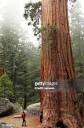 3,368点のGiant Sequoia Treeのストックフォト - Getty Images