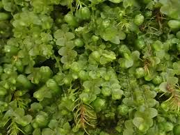 Attēlu rezultāti vaicājumam “Jungermannia hyalina”