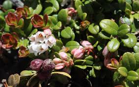 Attēlu rezultāti vaicājumam “Vaccinium vitis-idaea flower”