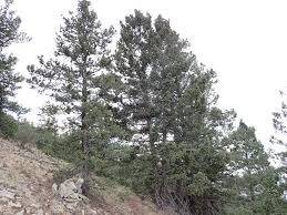 Attēlu rezultāti vaicājumam “Pseudotsuga menziesii var. glauca”