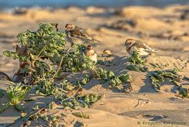 Attēlu rezultāti vaicājumam “Plectrophenax nivalis adult”