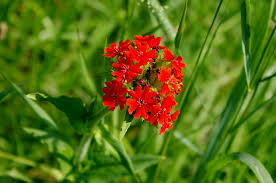 Attēlu rezultāti vaicājumam “Silene chalcedonica fruit”