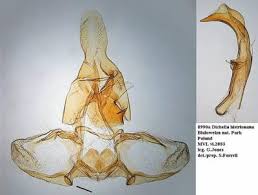 Attēlu rezultāti vaicājumam “Dichelia histrionana”