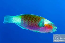 Image result for Chlorurus sordidus