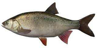 Attēlu rezultāti vaicājumam “Leuciscus idus”