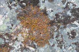 Attēlu rezultāti vaicājumam “Ptilidium ciliare”