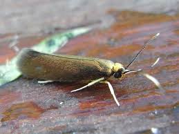 Attēlu rezultāti vaicājumam “Roeslerstammia erxlebella”