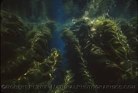 Attēlu rezultāti vaicājumam “Tubifera applanata macro”