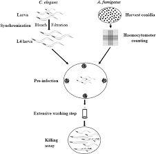 Attēlu rezultāti vaicājumam “Comatricha elegans var. microspora spores”