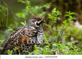 Attēlu rezultāti vaicājumam “Tetrastes bonasia”