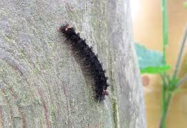 Attēlu rezultāti vaicājumam “Eilema griseola larva”