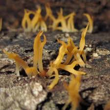 Attēlu rezultāti vaicājumam “Calocera cornea”