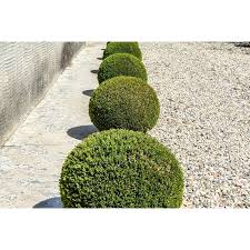 Attēlu rezultāti vaicājumam “Buxus sempervirens”