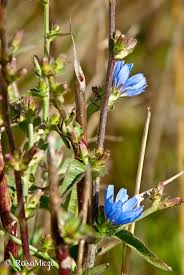 Attēlu rezultāti vaicājumam “Lactuca tatarica leaf”