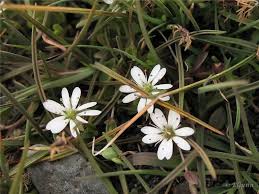 Attēlu rezultāti vaicājumam “Stellaria crassifolia”