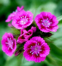 Attēlu rezultāti vaicājumam “Dianthus barbatus flower”