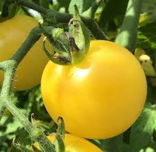 Afbeeldingsresultaat voor hawaiian white cherry tomato