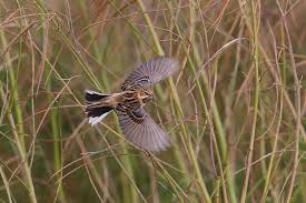Image result for Emberiza pallasi