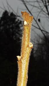 Attēlu rezultāti vaicājumam “Stemonitopsis typhina var. similis stalked”