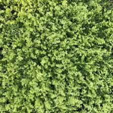 Attēlu rezultāti vaicājumam “Herniaria glabra leaf”