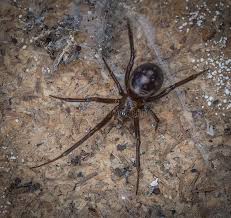 Attēlu rezultāti vaicājumam “Steatoda grossa”