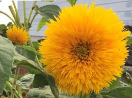 Image result for Sonnenblume