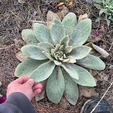 Attēlu rezultāti vaicājumam “Verbascum thapsus flower”
