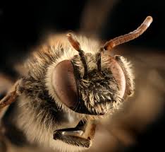 Attēlu rezultāti vaicājumam “Licea pusilla macro”