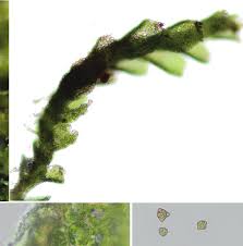 Attēlu rezultāti vaicājumam “Anastrophyllum minutum”