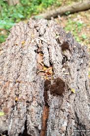 Attēlu rezultāti vaicājumam “Stemonitis pallida var. rubescens stalked”