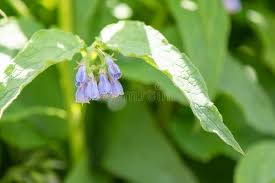 Attēlu rezultāti vaicājumam “Pulmonaria angustifolia leaf”