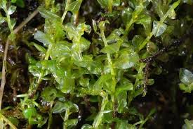 Attēlu rezultāti vaicājumam “Plagiomnium affine sporophyte”