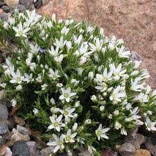 Attēlu rezultāti vaicājumam “Arenaria procera”