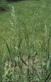 Attēlu rezultāti vaicājumam “Bromopsis inermis”